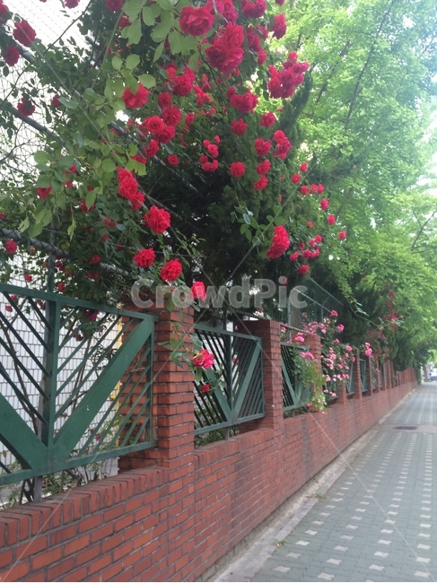 꽃,식물,자연,flower,nature