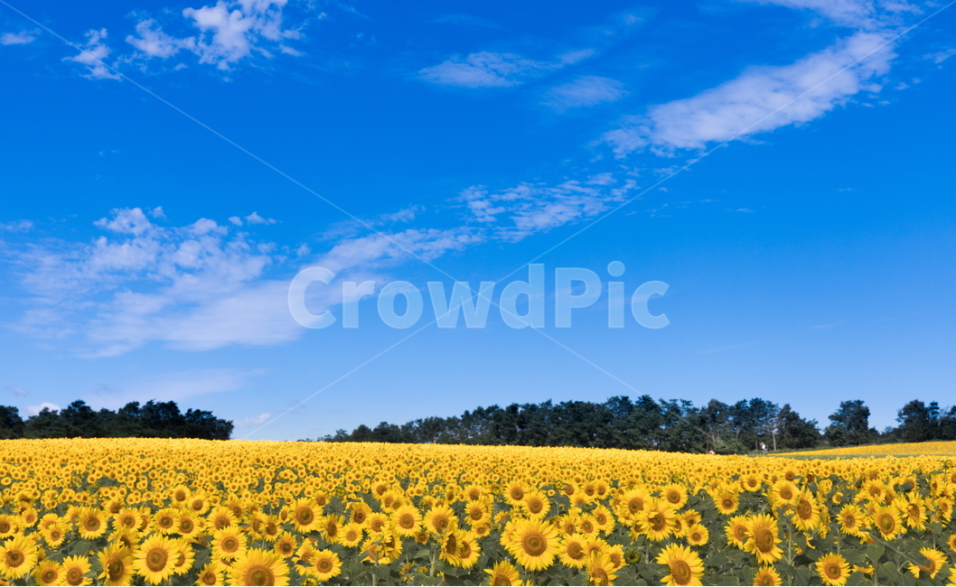해바라기,해바라기꽃,선플라워,sunflower,꽃,flower,자연,풍경,nature,landscape,식물,plants,꽃,flower,plant