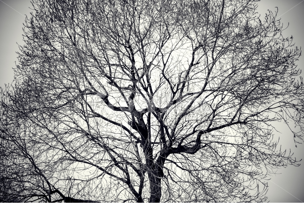 나무,복잡함,감성,쓸쓸함,외로움,tree,필름느낌,식물,자연,plants,nature,나무,trees,wood,흑백,모노톤,monochrome,black and white
