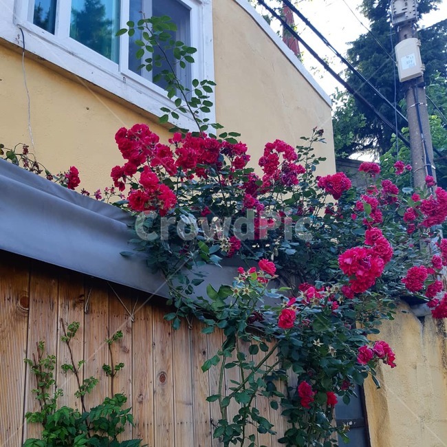 골목길,빈티지,동네,집,감성,식물,자연,plants,nature,꽃,flower