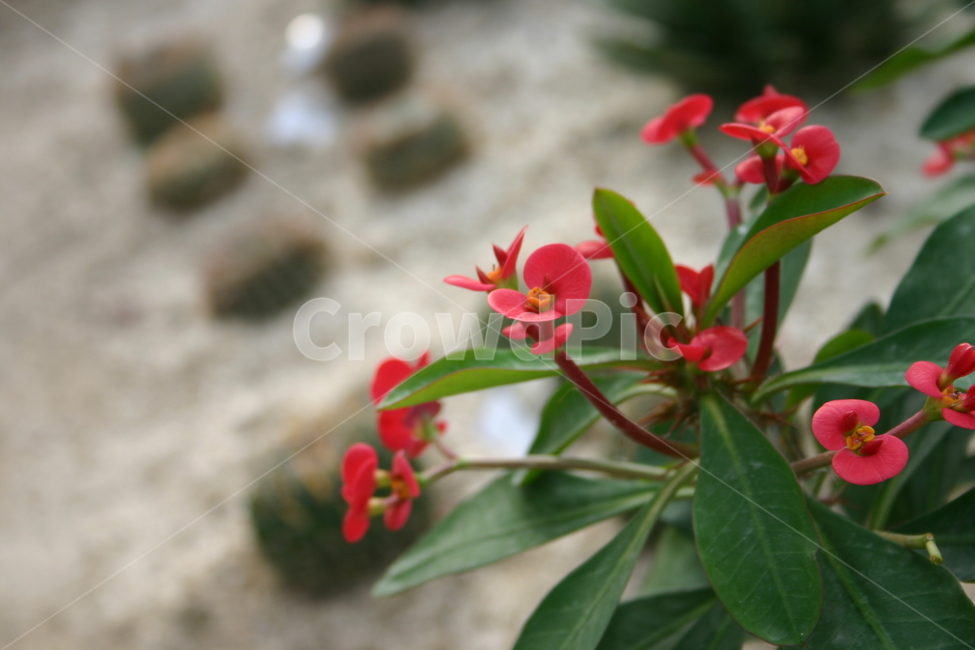 빨간,꽃,식물,초록,잎,red,tree,leaf,plant,green,nature,leaves,branch,fruit,isolated,spring,fresh,foliage,flower,garden,agriculture,flora,growth,forest,herb,organic,blossom,pine,macro,closeup,closeup,natural,twig,bloom,beauty,blooming,beautiful,petal,season,outdoors,environment,freshness,lush,grass,bouquet