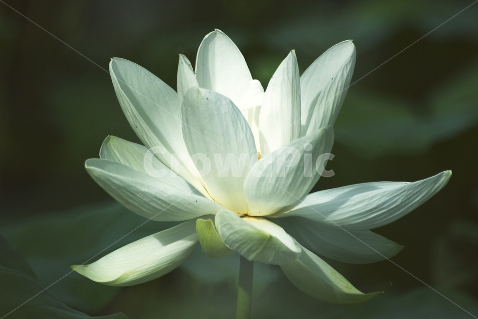 연꽃,녹색,흰연꽃,lotus,식물,배경,예쁜,가든,연못,여름,수초,수련과,flower,garden,summer,beautiful,flowers,plants,nature,season,whitelotus