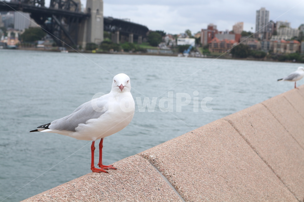 갈매기,감성,새,호주,시드니,자연,살찐갈매기,휴식,nature,rest,seagull,bird,wing,feather,동물,animal,조류,새,birds