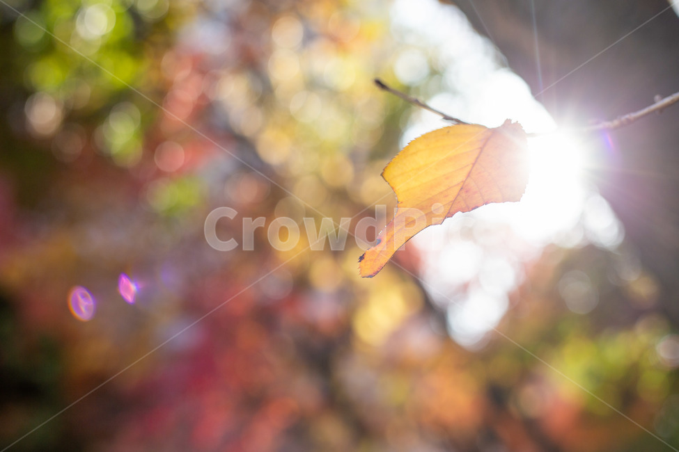 가을,낙엽,마지막잎새,빛,단풍,잎,가을,계절,fall,autumn,season