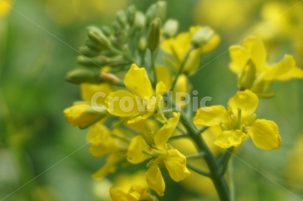 유채꽃,식물,꽃,rapeflower,plants,flower