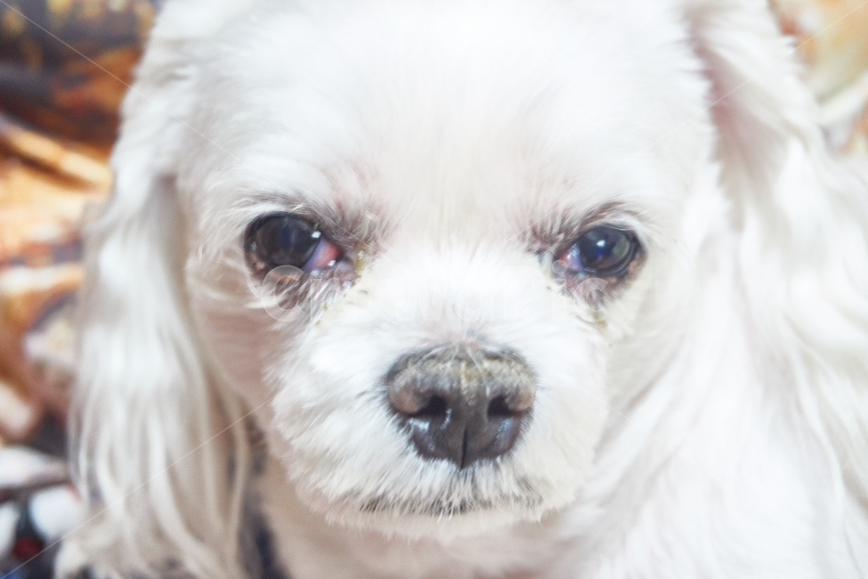 강아지,댕댕이,애완동물,애완견,개,pet,dog,animal,말티즈,마르티즈,말티스,마르티스,nature,동물보호,반려견,반려동물