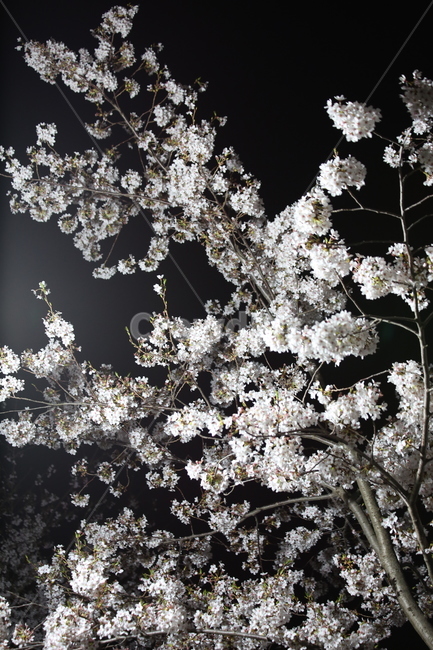 봄,벚꽃,야경,꽃,야간촬영,흰색,흰꽃,봄,계절,spring,season,식물,자연,plants,nature,꽃,flower,plant,blossom