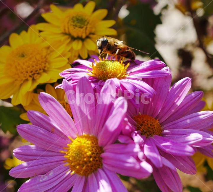 꿀벌,국화꽃,국화,꽃,bee,plant,flower