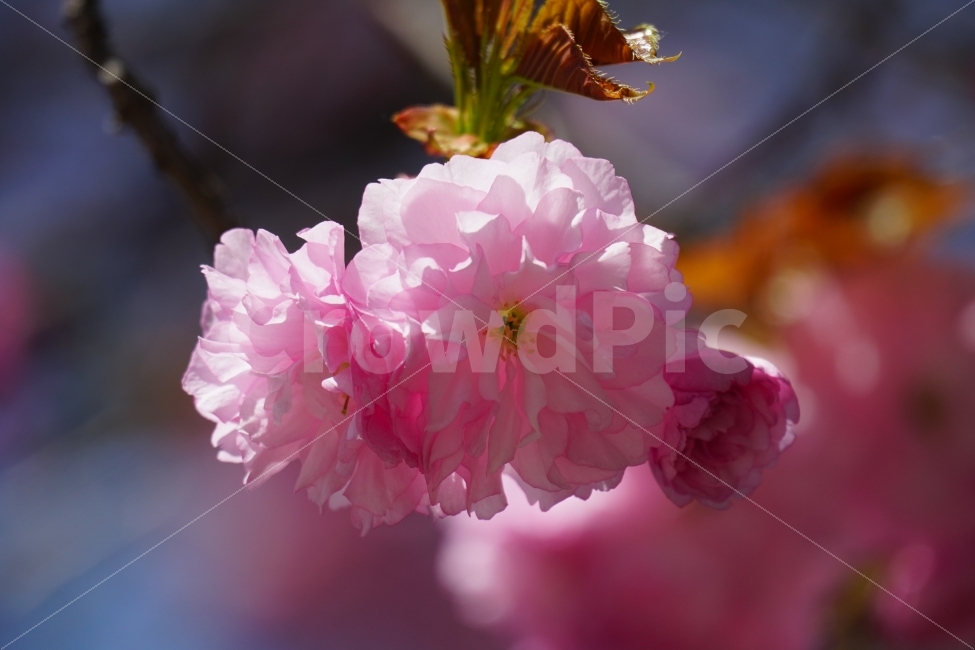 겹벚꽃,봄,꽃,플라워,나무,나뭇가지,하늘,이파리,자연,flower,nature,tree,spring,4월,식물,계절,season,감성,접사,macro,풍경,landscape,꽃사진,스냅,스넵,snap,경치,마크로,closeup,클로즈업,푸른하늘,sky,힐링,healing,식물,자연,plants,nature,봄,계절,spring,season,꽃,flower,plant,blossom,geranium,제라늄