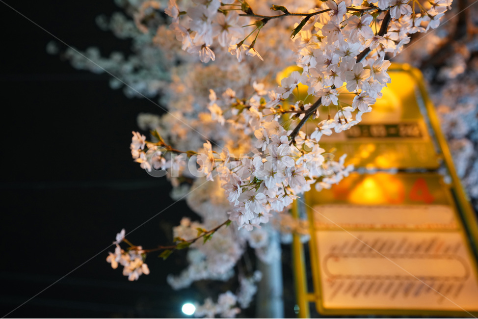 공덕,벚꽃길,벚꽃,경의선숲길,효창공원역,벚꽃나무,벚꽃축제,야경,야화,cherryblossom,blossom,nightview,봄,계절,spring,season,야경,밤,풍경,nightscape,night,landscape,식물,자연,plants,nature,꽃,flower,plant