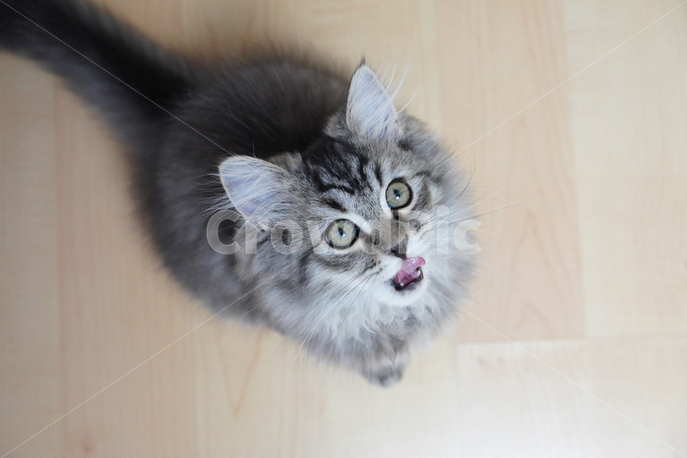 고양이,어리고양이,아기고양이,페르시안고양이,반려묘,냥이,동물,animal,포유류,mammal,고양이,cat,kitten,kitty