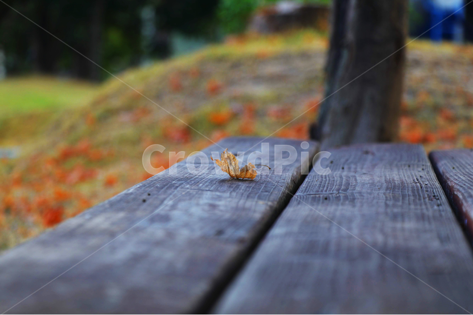 의자,나뭇잎,가을,공원,외로움,가을,계절,fall,autumn,season,insect,곤충,animal,동물,invertebrate,무척추 동물