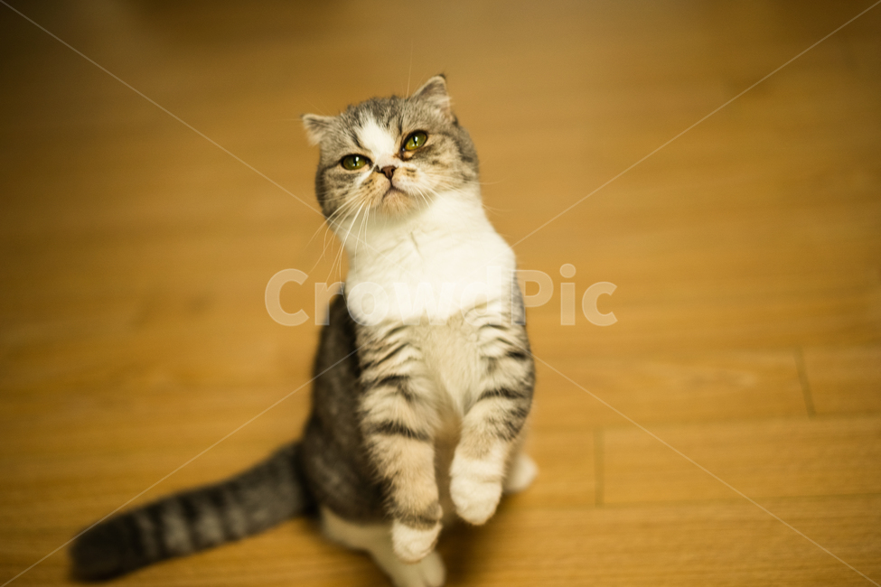 고양이,스코티쉬폴드,귀여운,둥근,짧은,동물,애완묘,cat,animal,pet,동물,animal,포유류,mammal,고양이,cat,kitten,kitty