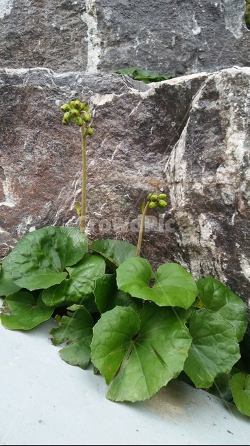 수풀,자연,초록,가을,green,꽃,식물,자연,plants,nature