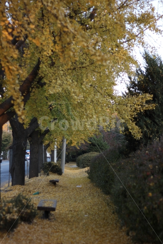 가을,추위,나무,은행,은행나무,단풍,단풍나무,autumn,cool,ginko,maidenhairtree,scenery,landscape,cityscape,tree,가을,계절,fall,autumn,season,자연,풍경,nature,landscape,식물,plants,나무,trees,wood,plant,tree trunk,나무 줄기