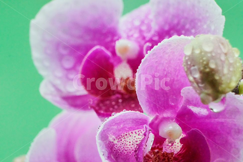 호접란,서양난,꽃,접사,생화,화분,plant,nature,flower,초접사