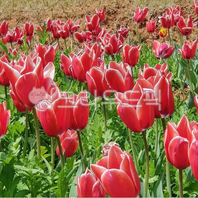 spring,spring flowers,Red,Tulip,nature,flower viewing,flower