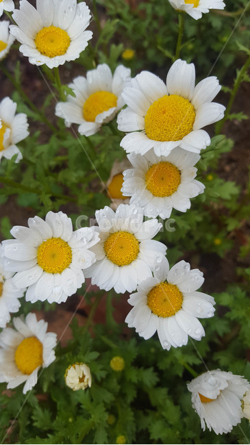 꽃,근접,flower,봄,식물
