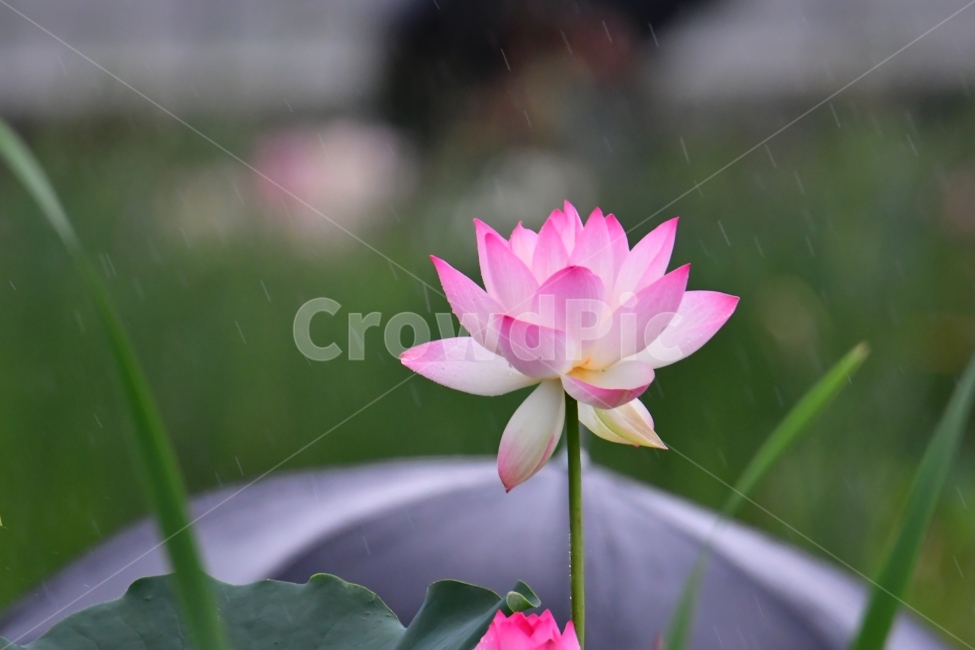 연꽃,비,여름,순수,외로움,식물,자연,plants,nature,꽃,flower