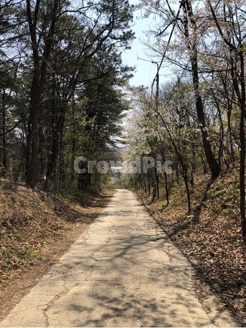 산길,풍경,나무,가을,산책로