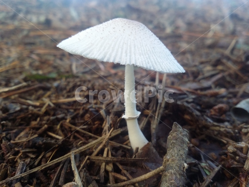 식물,plant,자연,버섯,나뭇가지,버섯,mushroom