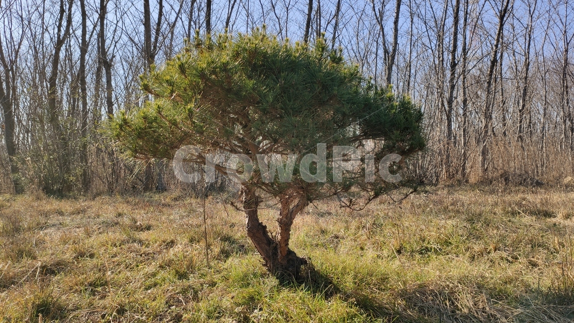 소나무,pinetree,plant,식물,tree,나무,treetrunk,나무줄기