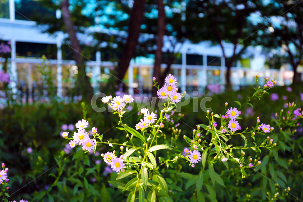 plant,꽃,식물,자연,제비꽃,풀,green,flower,viola