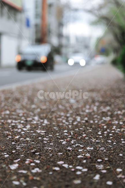 꽃길,비,우울함,우중충,감성,봄,계절,spring,season,꽃,flower,road,도로,asphalt,아스팔트