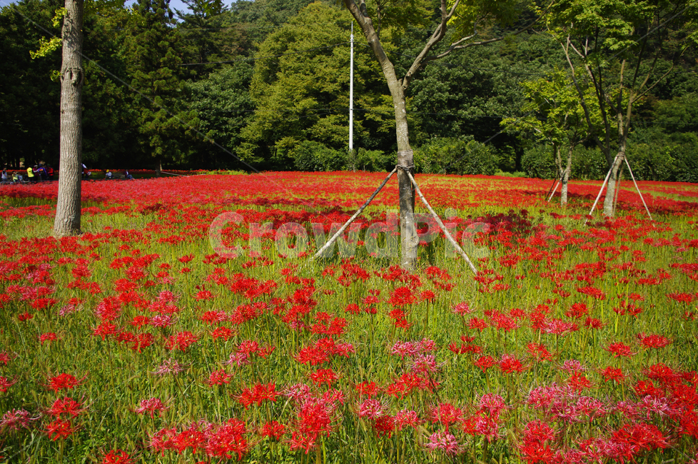 꽃무릇,나무,숲,꽃,flower,식물,자연,plants,nature,꽃,flower