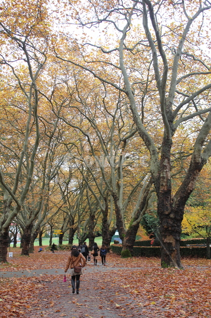 나무,은행나무,단풍,가을,길,산책로,배경,풍경,가을,계절,fall,autumn,season,자연,풍경,nature,landscape,tree,plant,식물,tree trunk,나무 줄기