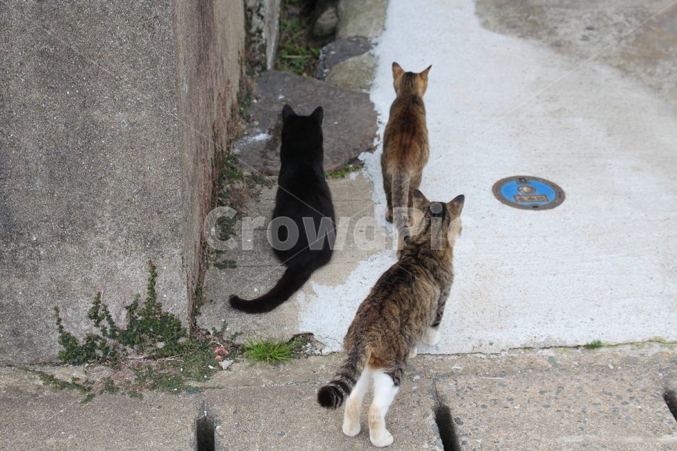 고양이섬,아이노시마,고양이,길냥이,cat,straycat,동물,동물,animal,포유류,mammal,고양이,cat,kitten,kitty