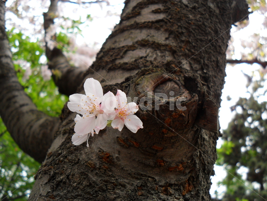벚꽃,접사,인천,인천자유공원,싱그럼,봄,계절,spring,season,식물,자연,plants,nature,꽃,flower,나무,trees,wood,plant,tree,tree trunk,나무 줄기