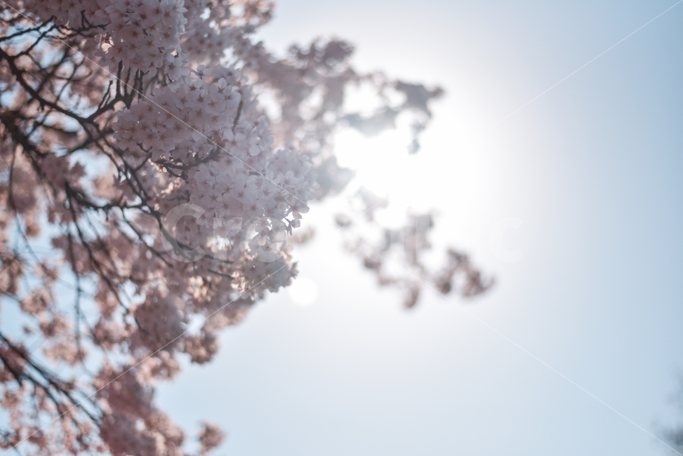 봄,놀이동산,축제,벚꽃,풍경,배경화면,식물,자연,plants,nature,봄,계절,spring,season,꽃,flower,plant,blossom