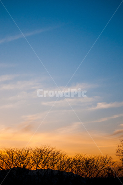 노을,하늘,비행기,해질녘,나무,저녁,sky,sunset,구름