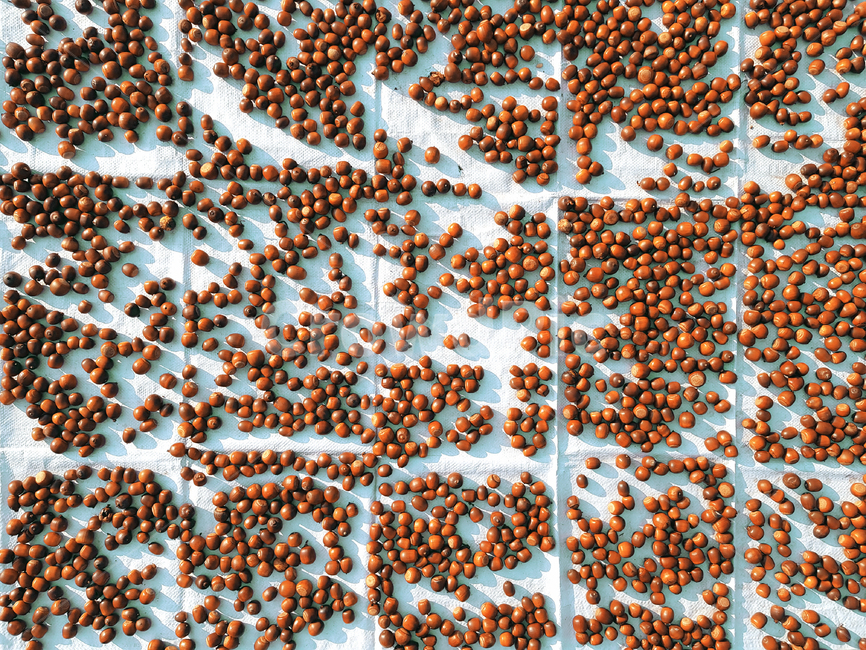 도토리,acorn,식재료,건조,가을,수확,과일,열매,fruit