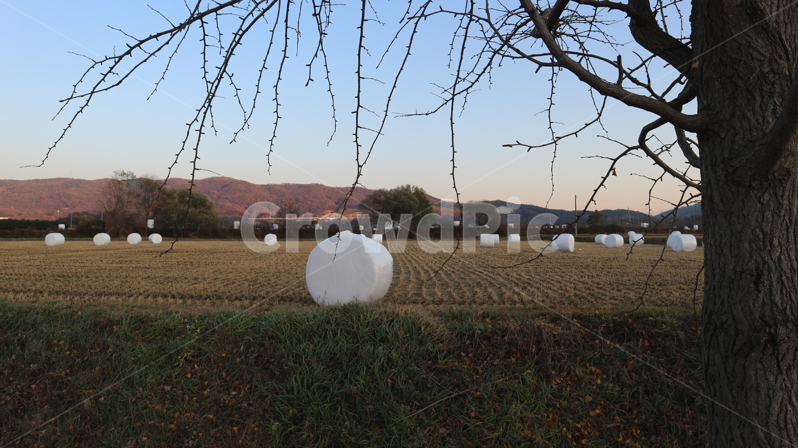 nature,자연,추수,가을,autumn