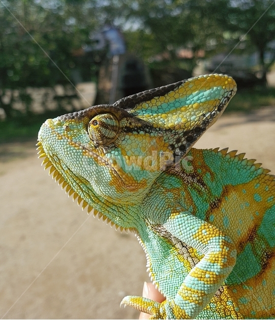 카멜레온,파충류,반려동물,이색반려동물,동물