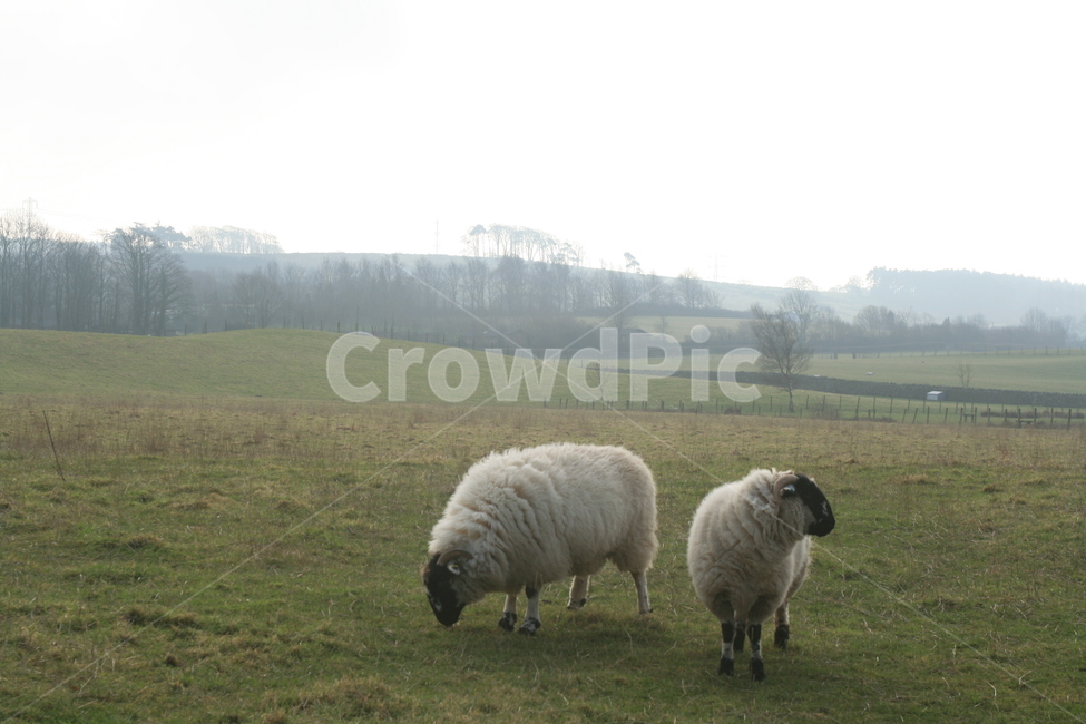 양,목장,풍경,자연,동물,평안,sheep,nature,natural,animal,자연,풍경,nature,landscape,동물,animal,포유류,mammal,산업,industry,industrial,목축업,목장,livestock farming,ranching,pasture