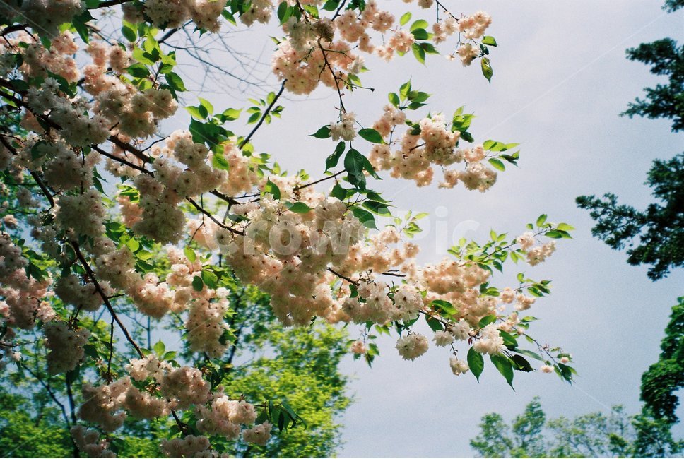 plant,식물,꽃,벚꽃,겹벚꽃,봄,flower,sakura,cherryblossom,blossom,bloom,fullbloom,피다,만개,사쿠라