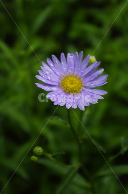 벌개미취,꽃,flower,식물,plant,자연,nature,식물,자연,plants,nature,꽃,flower