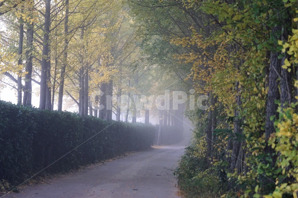 가을,은행나무,단풍,낙엽,나무,자연,식물,풍경,안개,자연풍경,감성,nature,fall,autumn,trees,yellow,은행나무길,green,가을,계절,fall,autumn,season,weather,날씨,outdoors,옥외