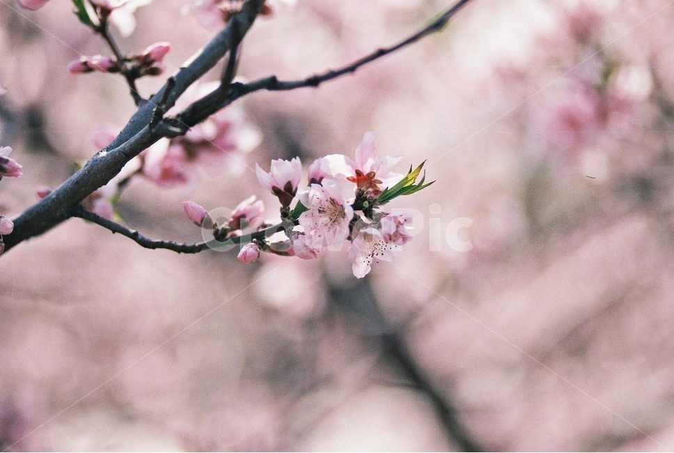 벚꽃,나무,꽃,cherryblossoms,tree,flower,pink,봄,계절,spring,season,식물,자연,plants,nature,꽃,flower,감성,sensible,feeling,plant,blossom