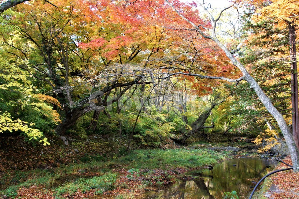 가을,단풍,낙엽,자연,나무,풍경,울긋불긋,계절,아름다움,식물,숲속,fall,trees,nature,autumn,season,단풍잎,단풍나무,자연풍경,감성,계곡물,그림자,가을,계절,fall,autumn,season,자연,풍경,nature,landscape,tree,plant,outdoors,옥외,land,땅
