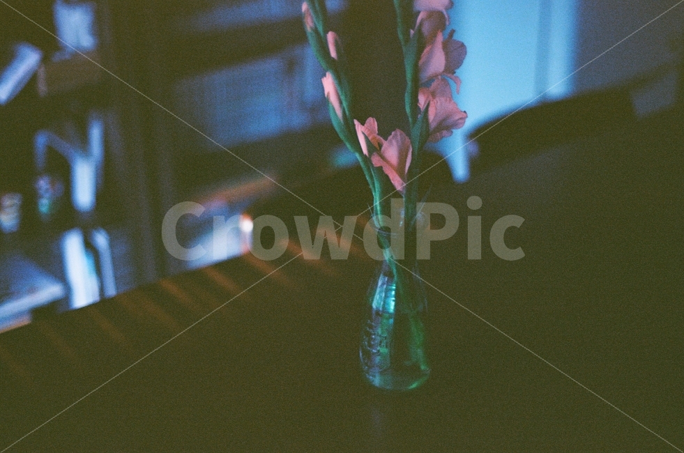 꽃,꽃병,새벽,어두운,테이블,빛,아련한,감성사진,조용한,침묵,향기로운,자연,서재,필름사진,flower,pot,dawn,dark,light,table,sensitive,fim,beautiful,식물,자연,plants,nature,꽃,flower,감성,sensible,feeling,색깔,색상,색채,색감,color sense,color sensitivity,feeling of color,인테리어,실내디자인,interior design,연출,컨셉,콘셉,direction,concept