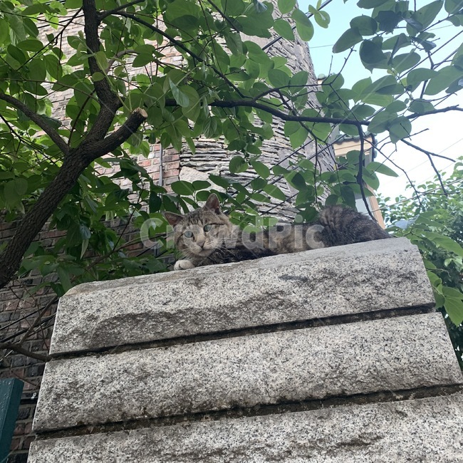 고양이,길고양이,길냥이,동물,야생동물