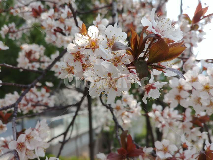 벚꽃,봄,자연,꽃,배경