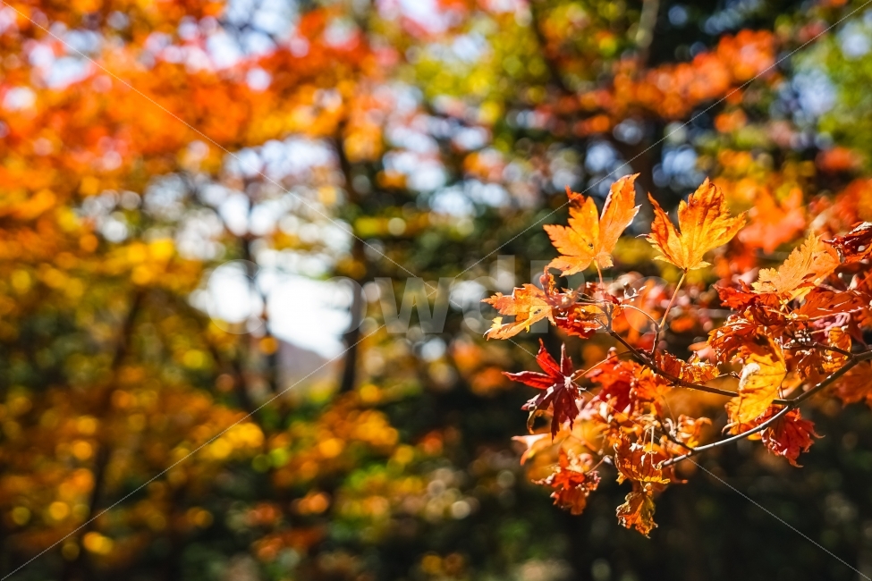 제주도,단풍,가을,자연,풍경,가을,계절,fall,autumn,season,식물,자연,plants,nature,감성,sensible,feeling,plant,leaf,잎,tree,나무