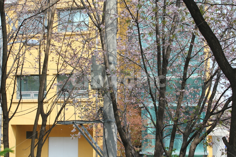 꽃,봄,식물,자연,풍경
