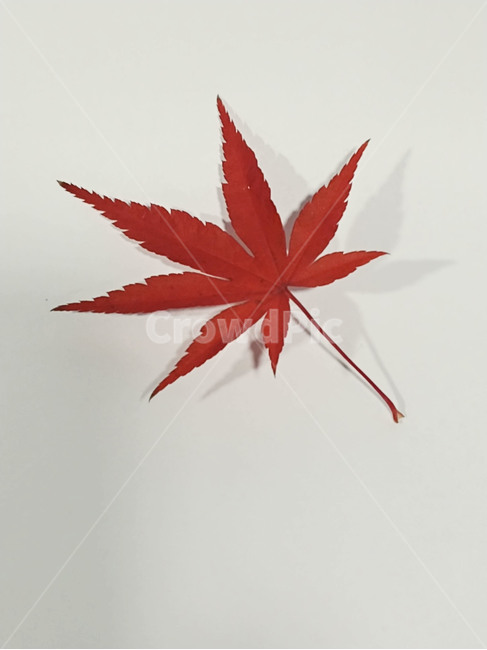 단풍잎,나뭇잎,가을,잎,낙엽,식물,autumn,leaf,leaves,maple,fall,plant,계절,season,가을,계절,fall,autumn,season,식물,자연,plants,nature