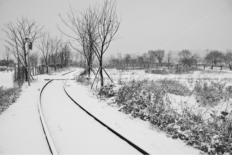 겨울,흰눈,철길,철로,길,나무,겨울,계절,winter,season,자연,풍경,nature,landscape,outdoors,옥외,rail,레일,transportation,교통,train track,기찻길,railway,철도